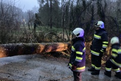 2024-03-23 Einsatz Baum