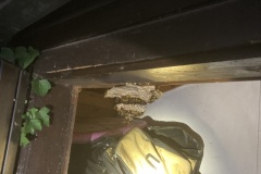 Hornissen 18.07.2022