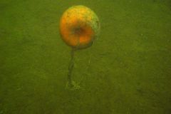 M0010126