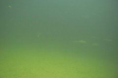 M0010185